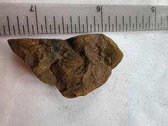 SRL195 Brachiopod Fragment Impressions 