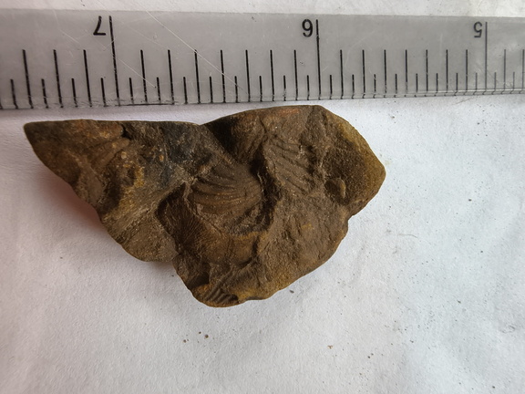 SRL195 Brachiopod Fragment Impressions 