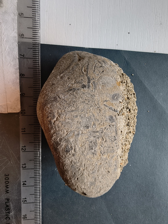 SRL71 Brachiopod Packstone 