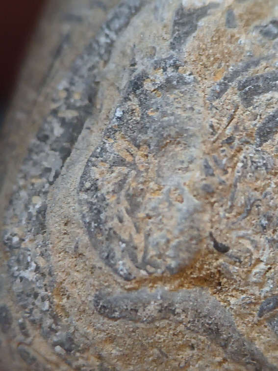 SRL71 Brachiopod Packstone 