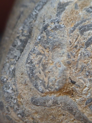 SRL71 Brachiopod Packstone 