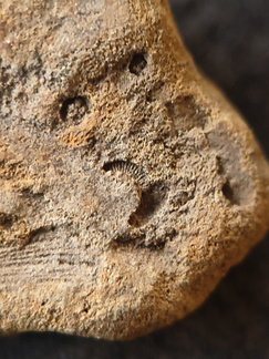 SRL194 Crinoid and Brachiopod Impressions