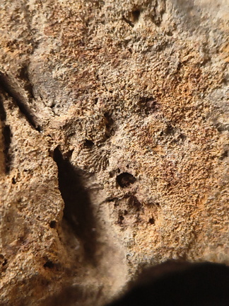 SRL194 Crinoid and Brachiopod Impressions