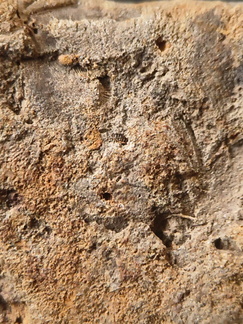 SRL194 Crinoid and Brachiopod Impressions