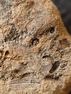 SRL194 Crinoid and Brachiopod Impressions