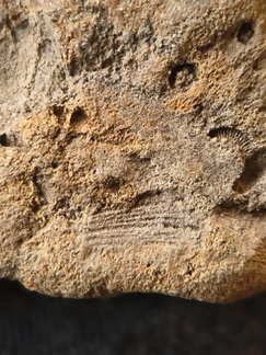 SRL194 Crinoid and Brachiopod Impressions