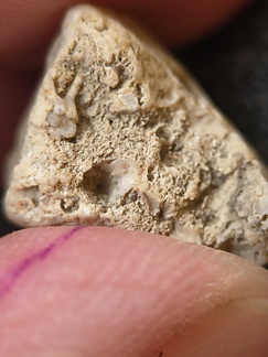 SRL202 Crinoid Packstone 