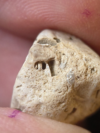 SRL202 Crinoid Packstone 