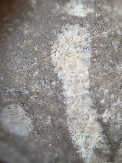 LE73 Bryozoa Fragments