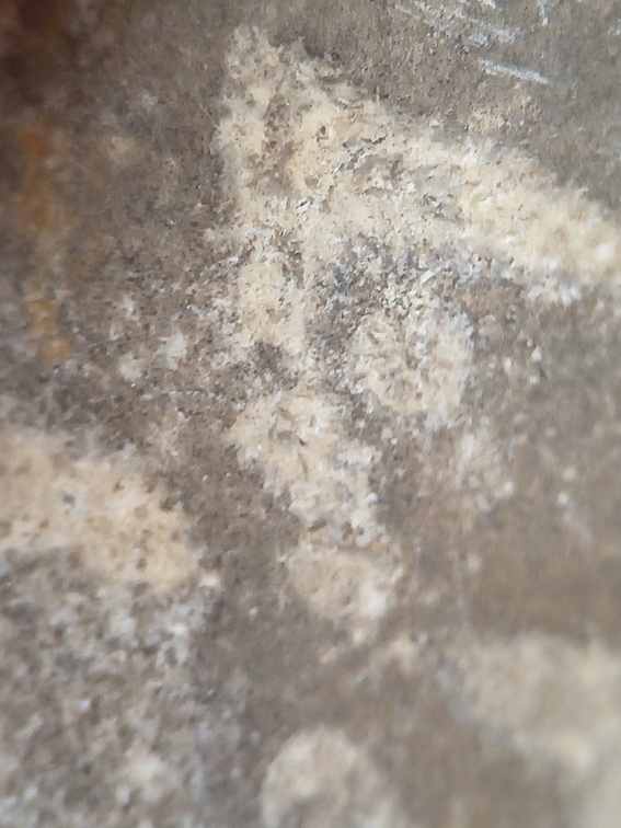 LE73 Bryozoa Fragments