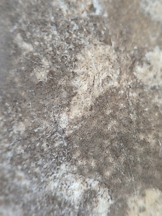 LE73 Bryozoa Fragments