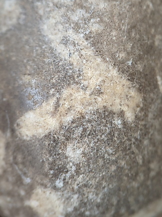 LE73 Bryozoa Fragments