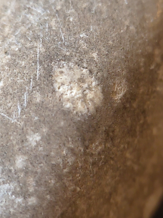 LE73 Bryozoa Fragments