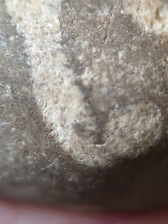 LE73 Bryozoa Fragments