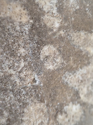 LE73 Bryozoa Fragments