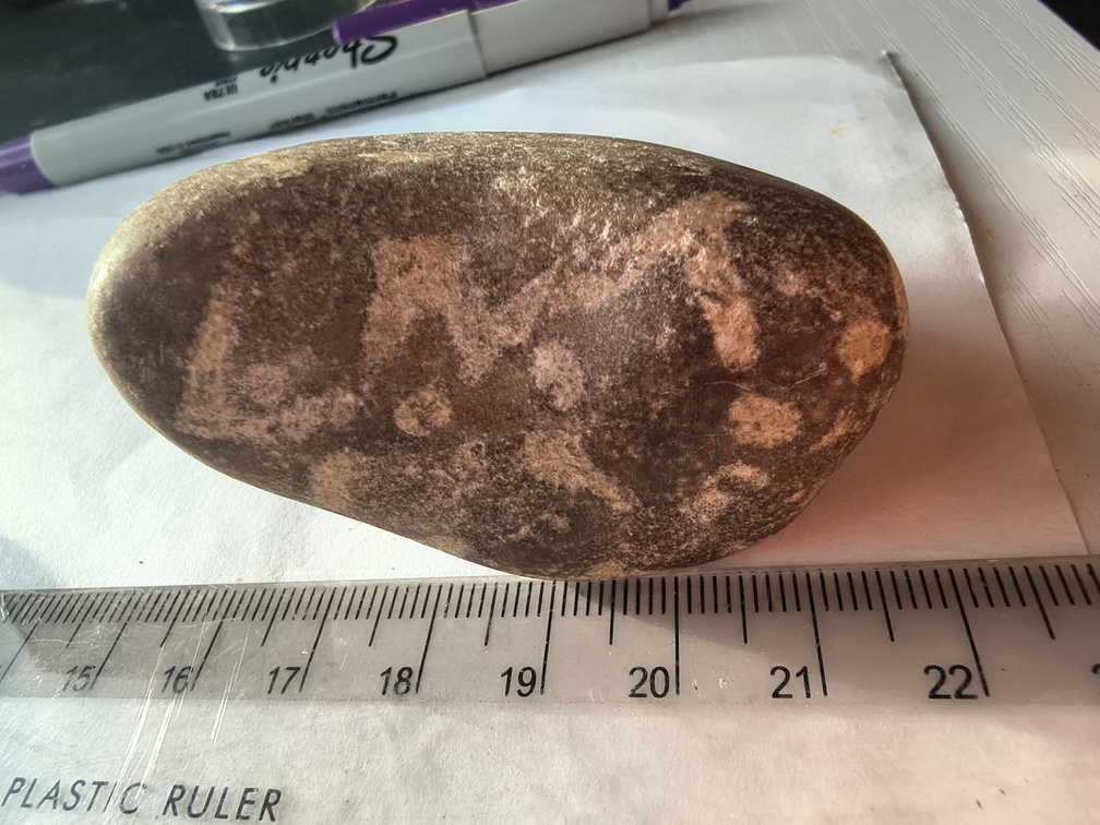 LE73 Bryozoa Fragments