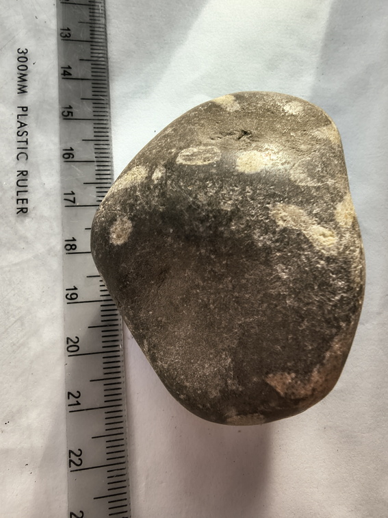 LE73 Bryozoa Fragments