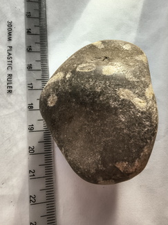 LE73 Bryozoa Fragments