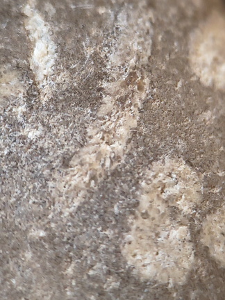 LE73 Bryozoa Fragments