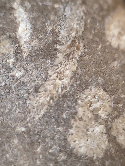 LE73 Bryozoa Fragments