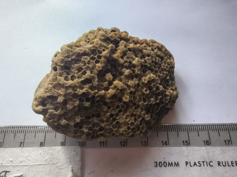 SRL217 Favosites Coral Chunk