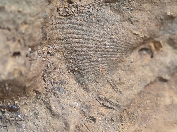 SRL219 Brachiopod and Crinoid Mix