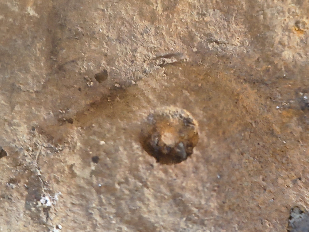 SRL219 Brachiopod and Crinoid Mix