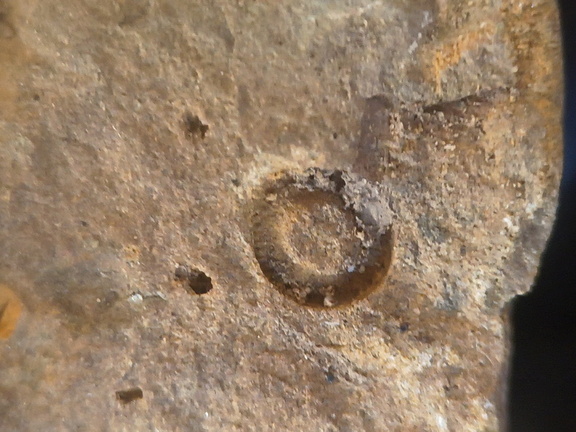 SRL219 Brachiopod and Crinoid Mix