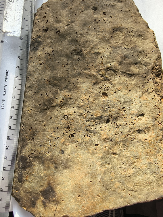 SRL219 Brachiopod and Crinoid Mix