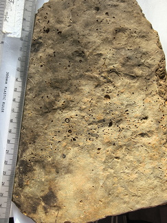 SRL219 Brachiopod and Crinoid Mix