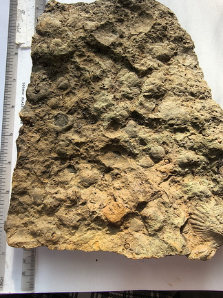 SRL219 Brachiopod and Crinoid Mix