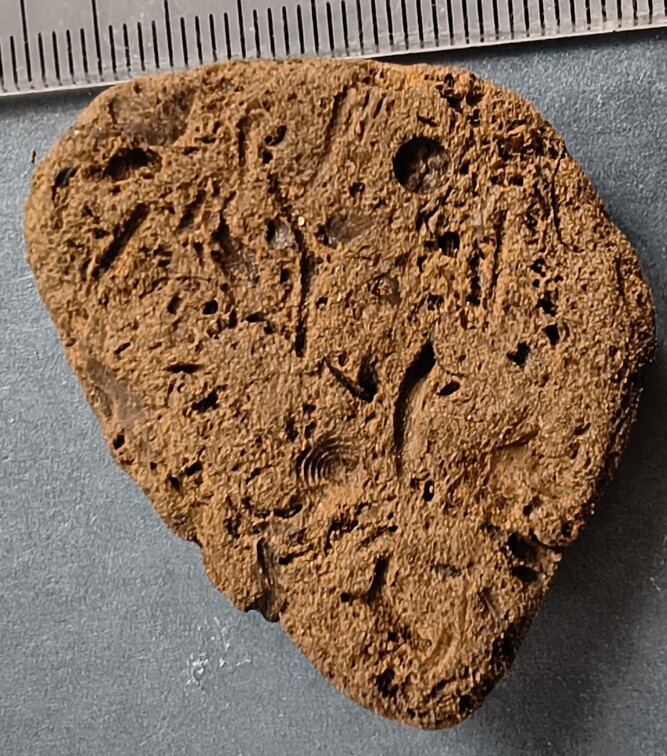 SRL39 Trilobite, Bryozoa, Crinoid Mix