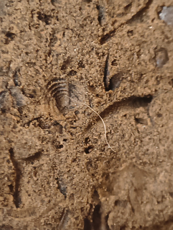 SRL39 Trilobite, Bryozoa, Crinoid Mix