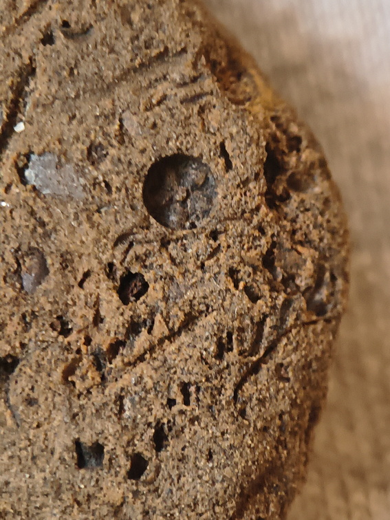 SRL39 Trilobite, Bryozoa, Crinoid Mix