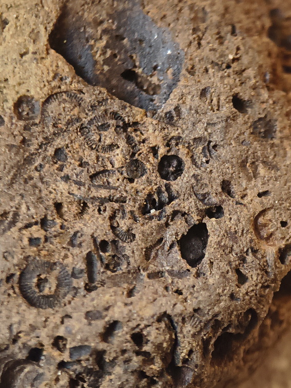 SRL39 Trilobite, Bryozoa, Crinoid Mix