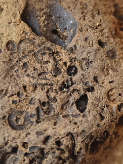 SRL39 Trilobite, Bryozoa, Crinoid Mix