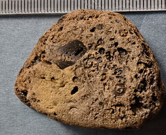 SRL39 Trilobite, Bryozoa, Crinoid Mix