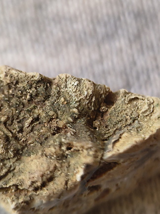 SRL48 Packstone with Brachiopod and Bryozoa Fragments