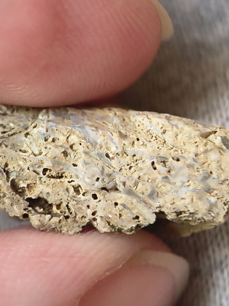 SRL48 Packstone with Brachiopod and Bryozoa Fragments