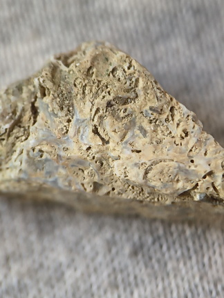 SRL48 Packstone with Brachiopod and Bryozoa Fragments