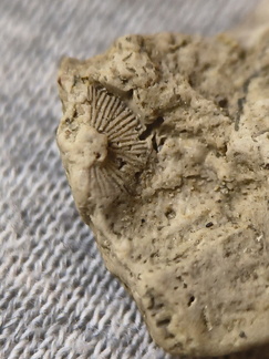 SRL44 Cornulitid, Bryzoans, Crinoids