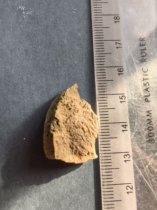 SRL44 Cornulitid, Bryzoans, Crinoids