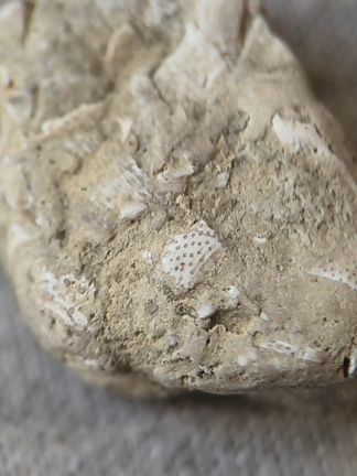 SRL47 Bryozoan Bioclast