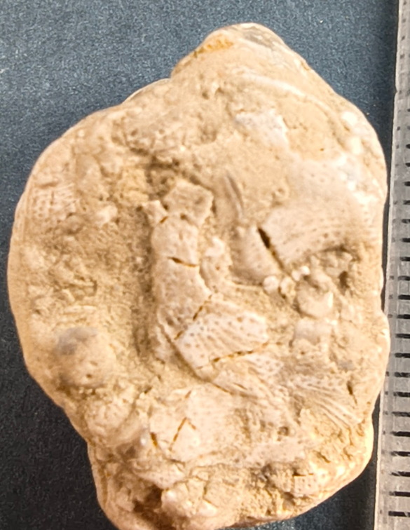 SRL47 Bryozoan Bioclast