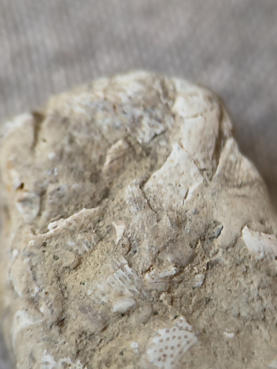 SRL47 Bryozoan Bioclast