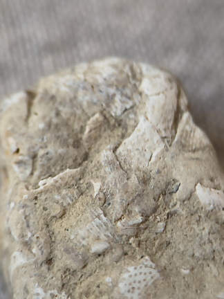 SRL47 Bryozoan Bioclast