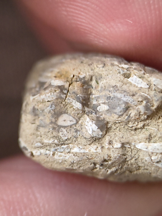 SRL47 Bryozoan Bioclast