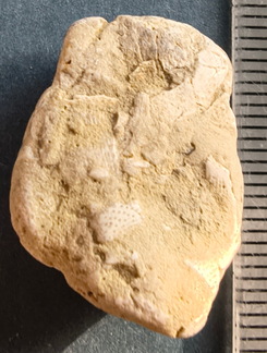 SRL47 Bryozoan Bioclast