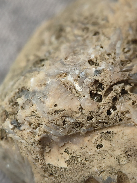 SRL46 Brachiopod Bryozoan and Crinoid Bioclast