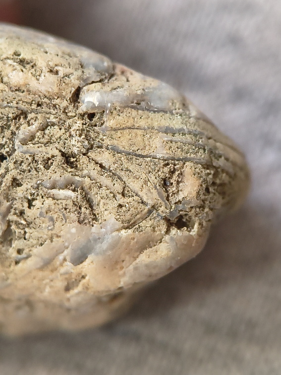 SRL46 Brachiopod Bryozoan and Crinoid Bioclast